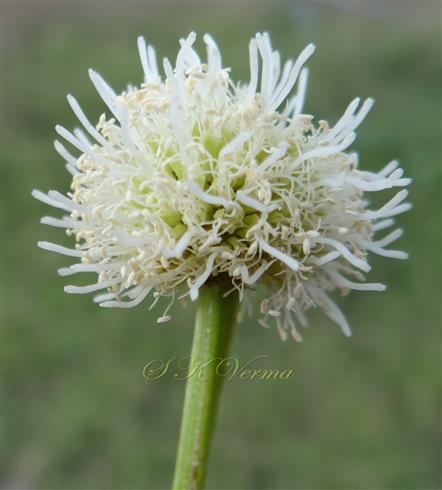  Flower head